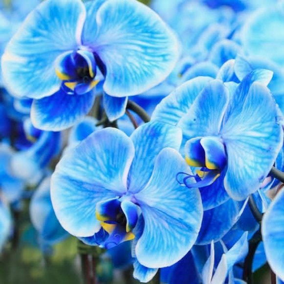 orchid1600